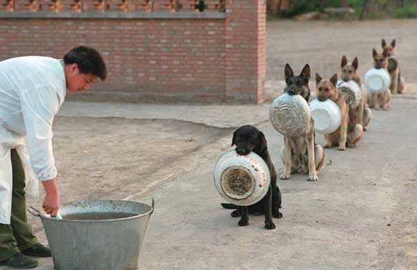 perro-policia-foto-1