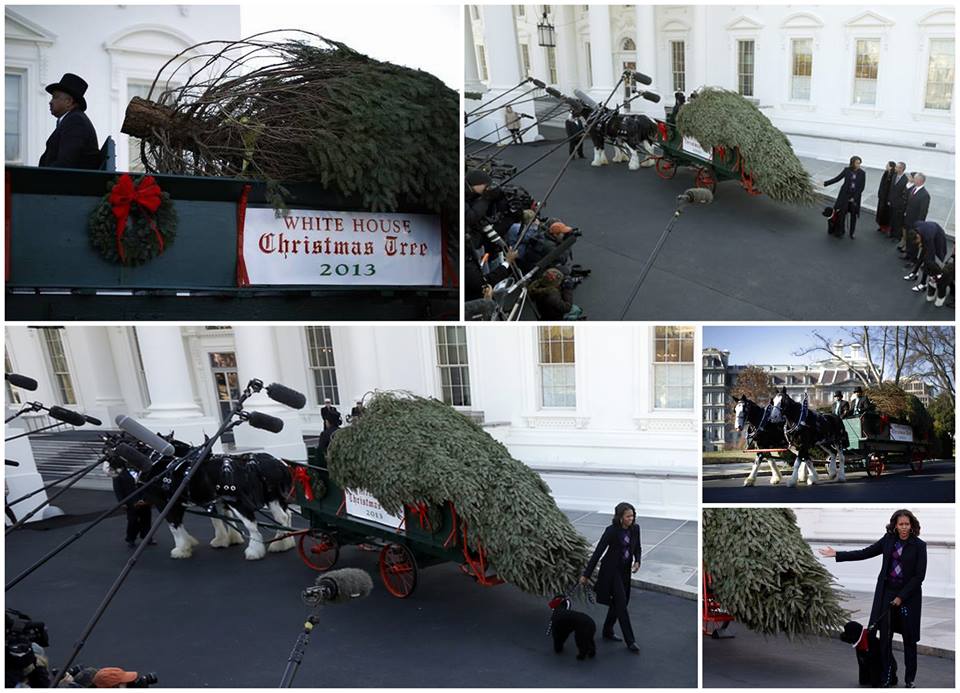árbol árbol que llega a Casa Blanca
