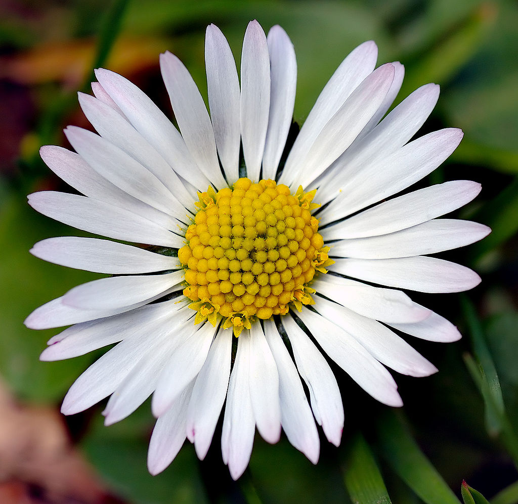 1024px-Bellis_perennis_white_(aka)